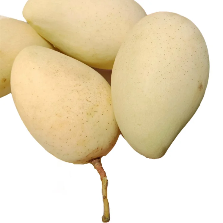 Vietnamese Cat Chu Mango Good For Healthy Fresh Export Purchase Carton Packaging Vietnam Trading