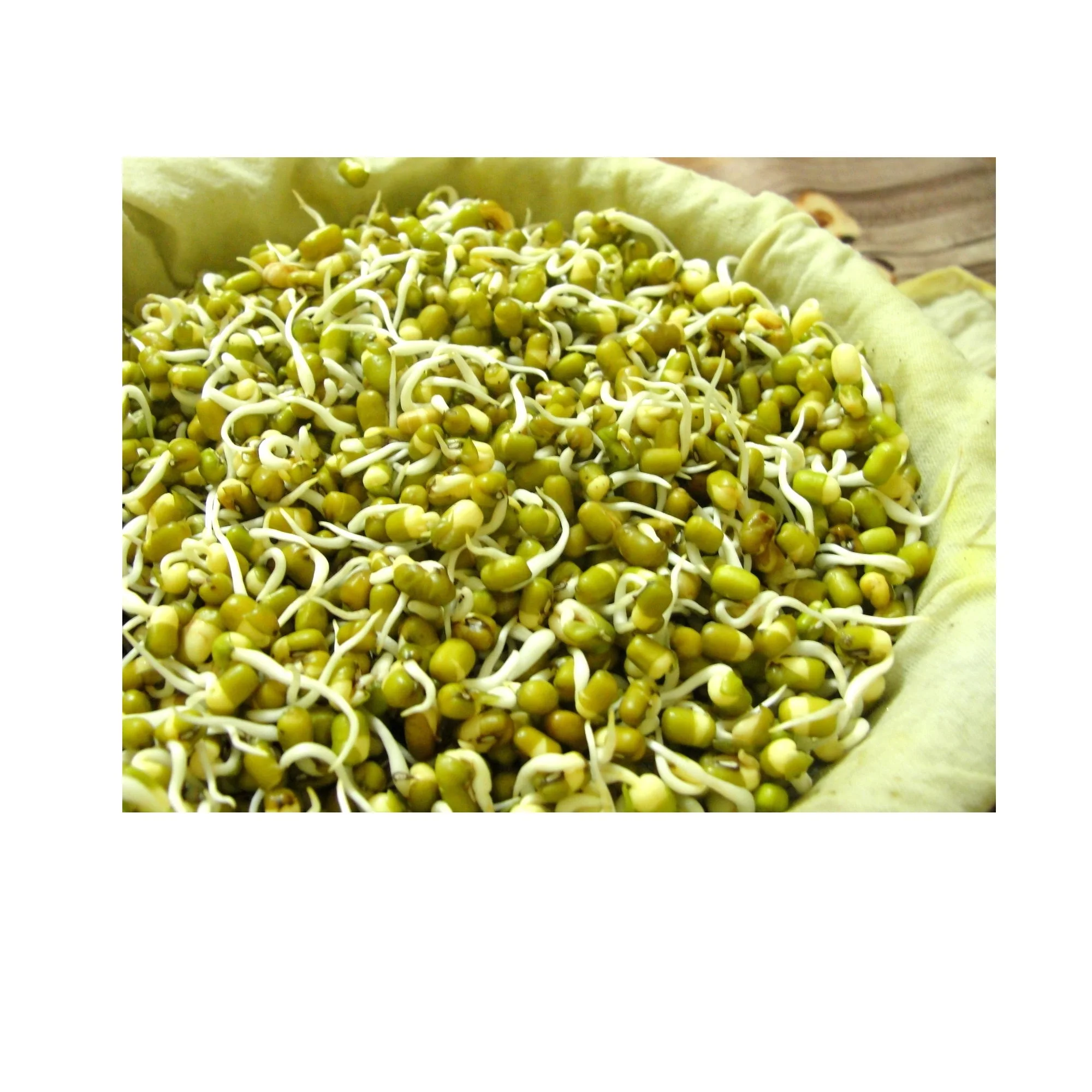 Wholesale Natural Organic High Quality Green Mung Beans For Sprouting Green Vigna Beans Green Gram Beans