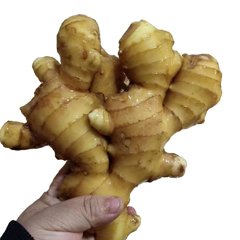 Fresh GingerWholesale price of Natural white fresh Ginger