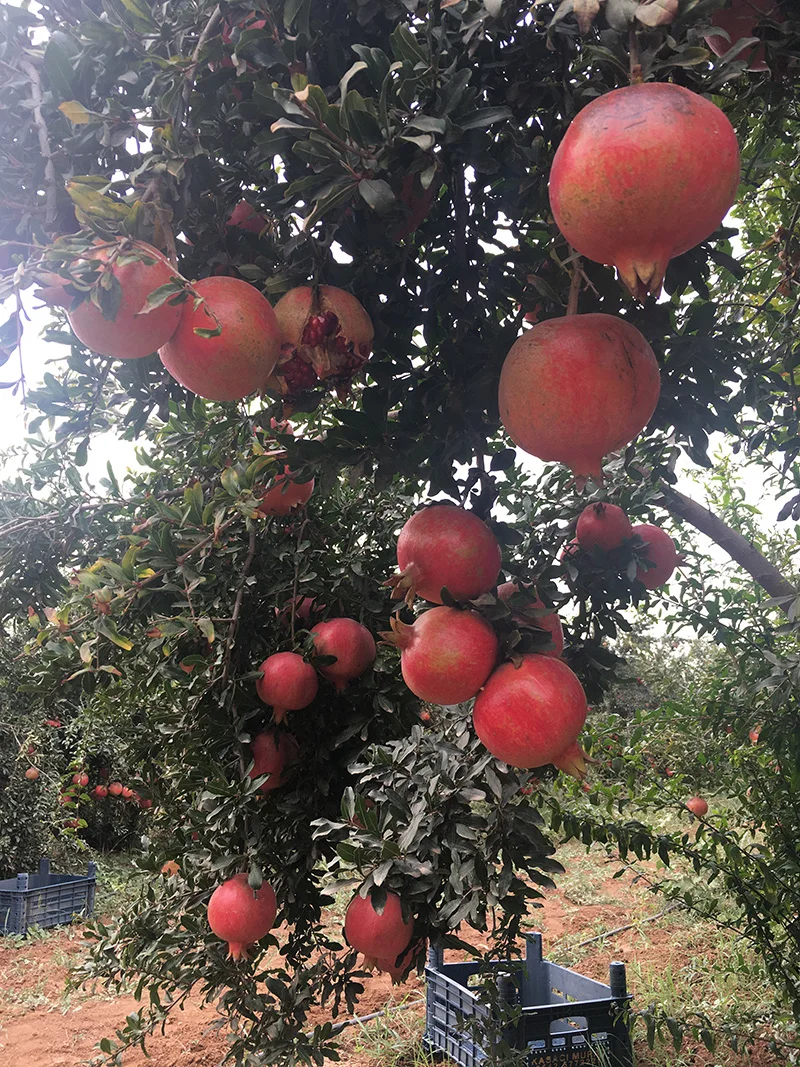 MONDOL - New Crop %100 Organic Pomegranate Juicy Pomegranate Perfect Quality Fresh Big Pomegranate - MONDOL