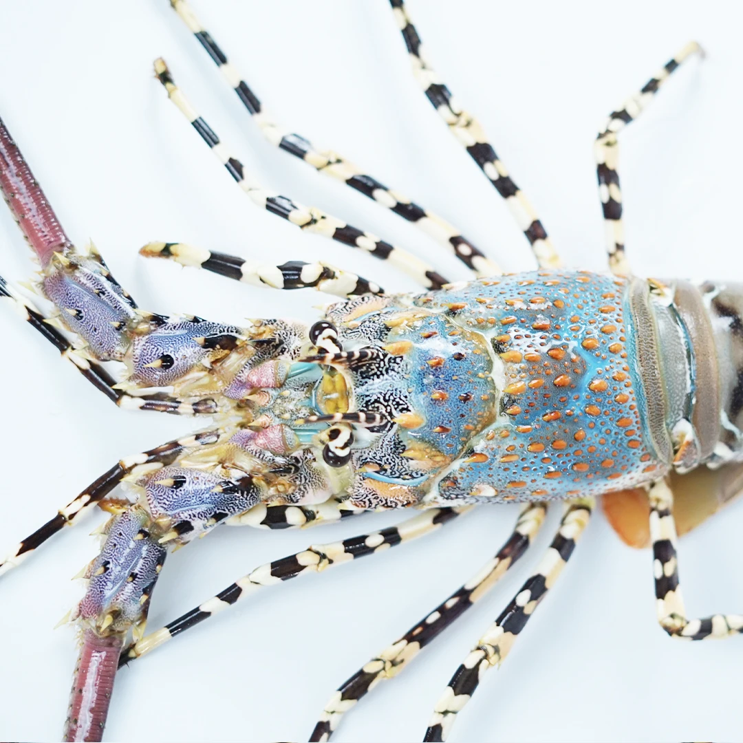 Nutritious Seafood Lobster Mutiara Size 800gram Whole Live Lobster in Styrofoam Box Packaging from Indonesia