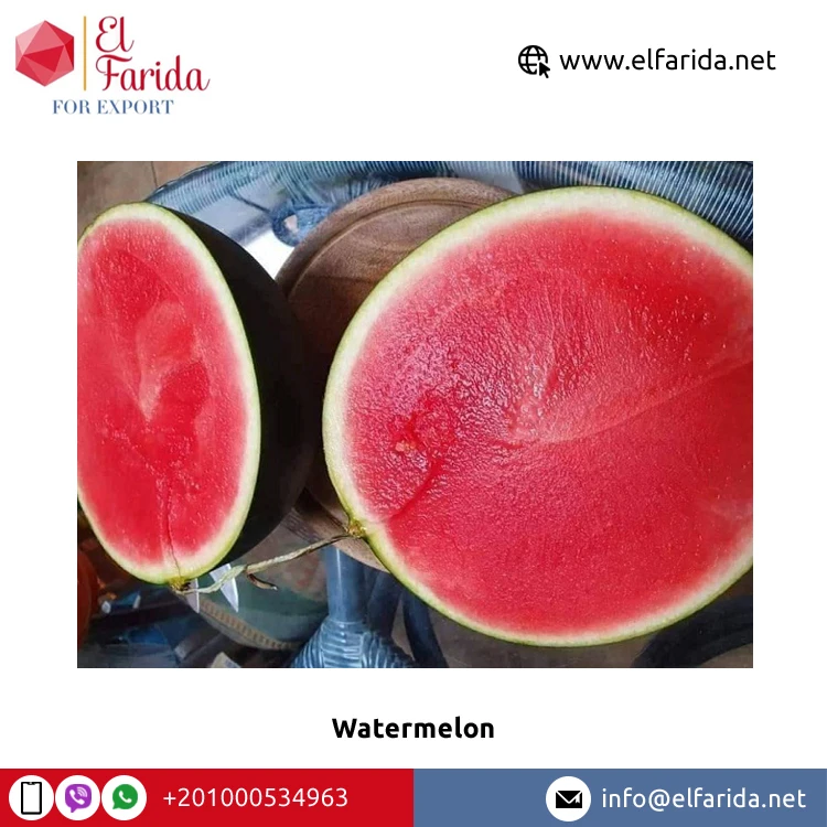 100% Natural Delicious Taste Best Quality Wholesale Egyptian Fresh Fruit Seedless Watermelon at Reliable Market Price From