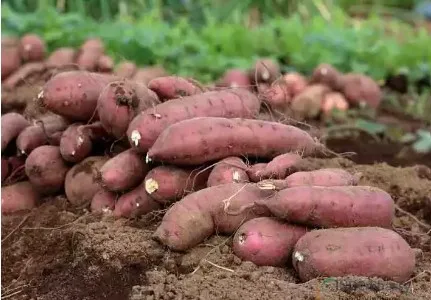 100% свежий фиолетовый сладкий картофель, конкурентоспособная цена, 100% свежий фиолетовый сладкий картофель, конкурентоспособная цена