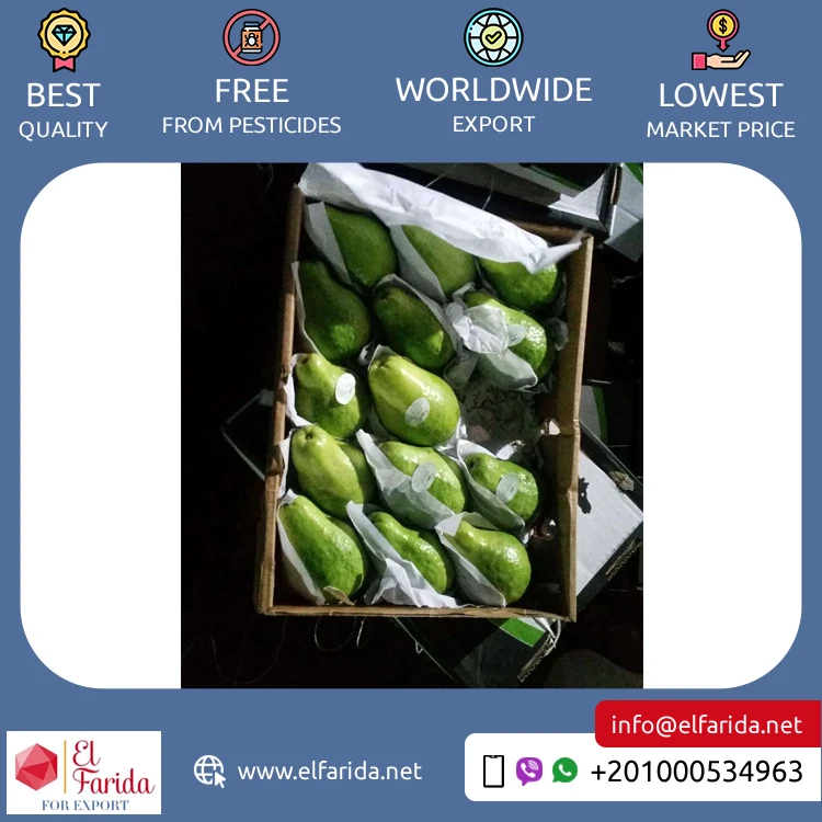 Best Buy Wholesale Quantity Supply Original Delicious Sweet Taste Seedless Fresh Fruit Guava from Egypt Origin Exporter