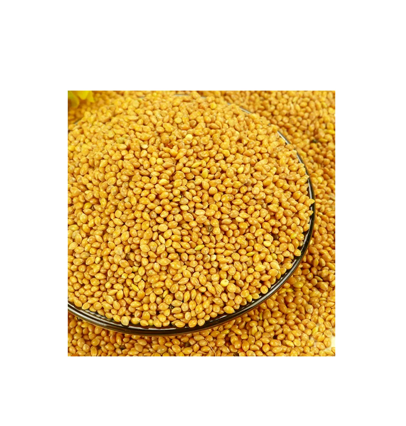 Affordable Glutinous Yellow Millet for Sale High Quality Grain Ideal for Cooking and Healthy Meals Fast Shipping Available Now