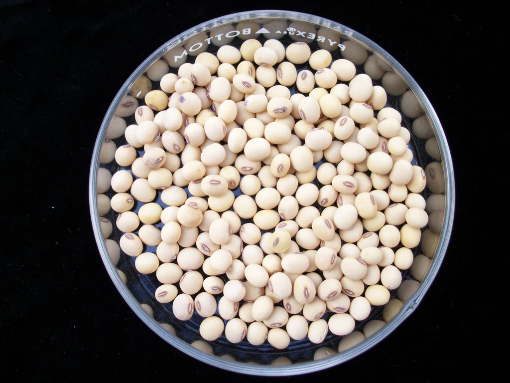 Organic Dried Soybean IQF Frozen and Natural Drying Process Bulk Packaging