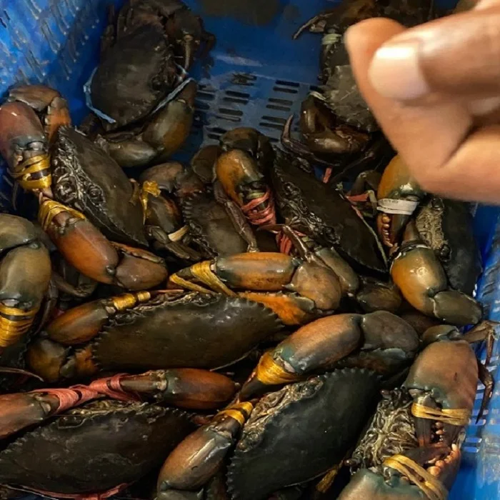 Высококачественный протеин высшего качества, хороший вкус, морепродукты большого размера, замороженные голубые крабы для плавания, Произведено из Бангладеш