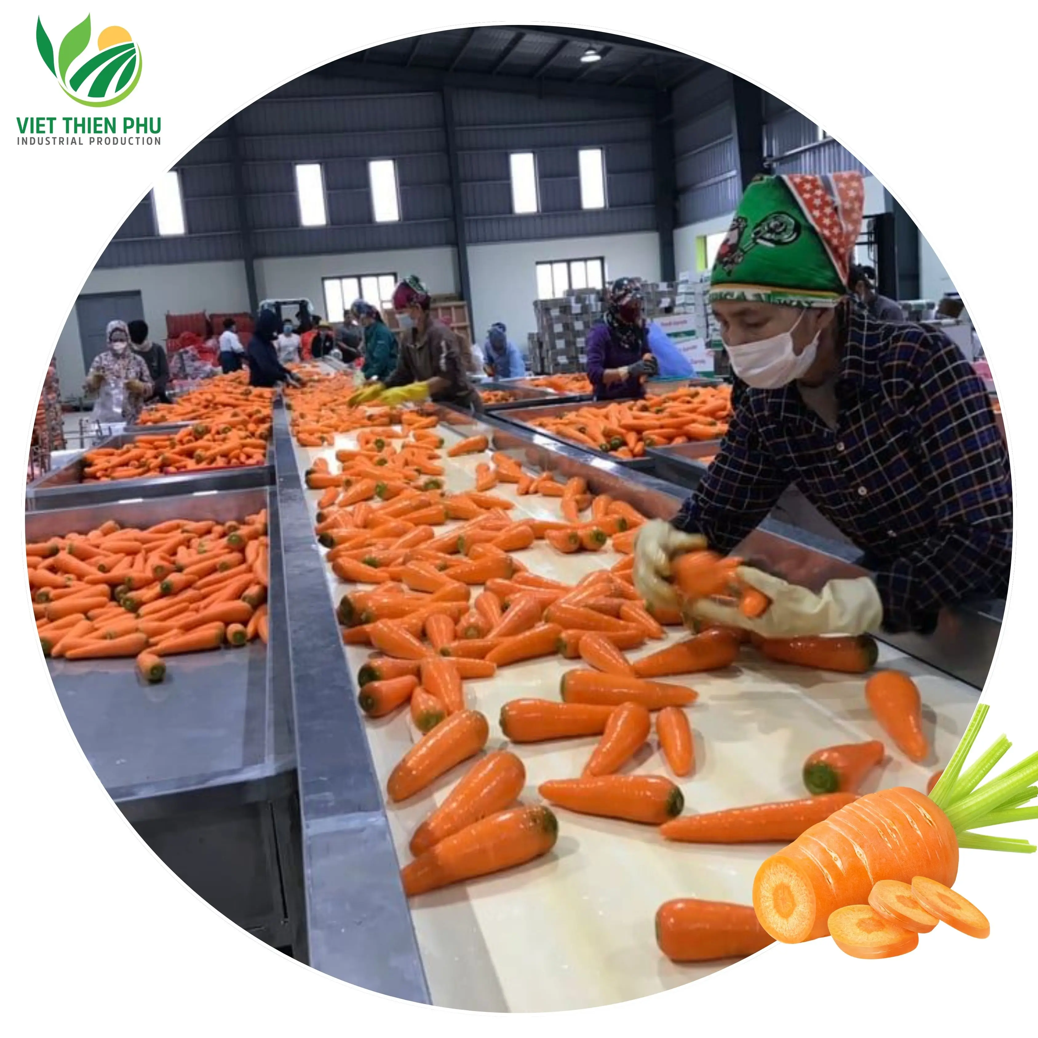 VIET THIEN PHU VTP/OL-27New crop fresh organic vegetables wholesale carot/carrot seeds price of carrots