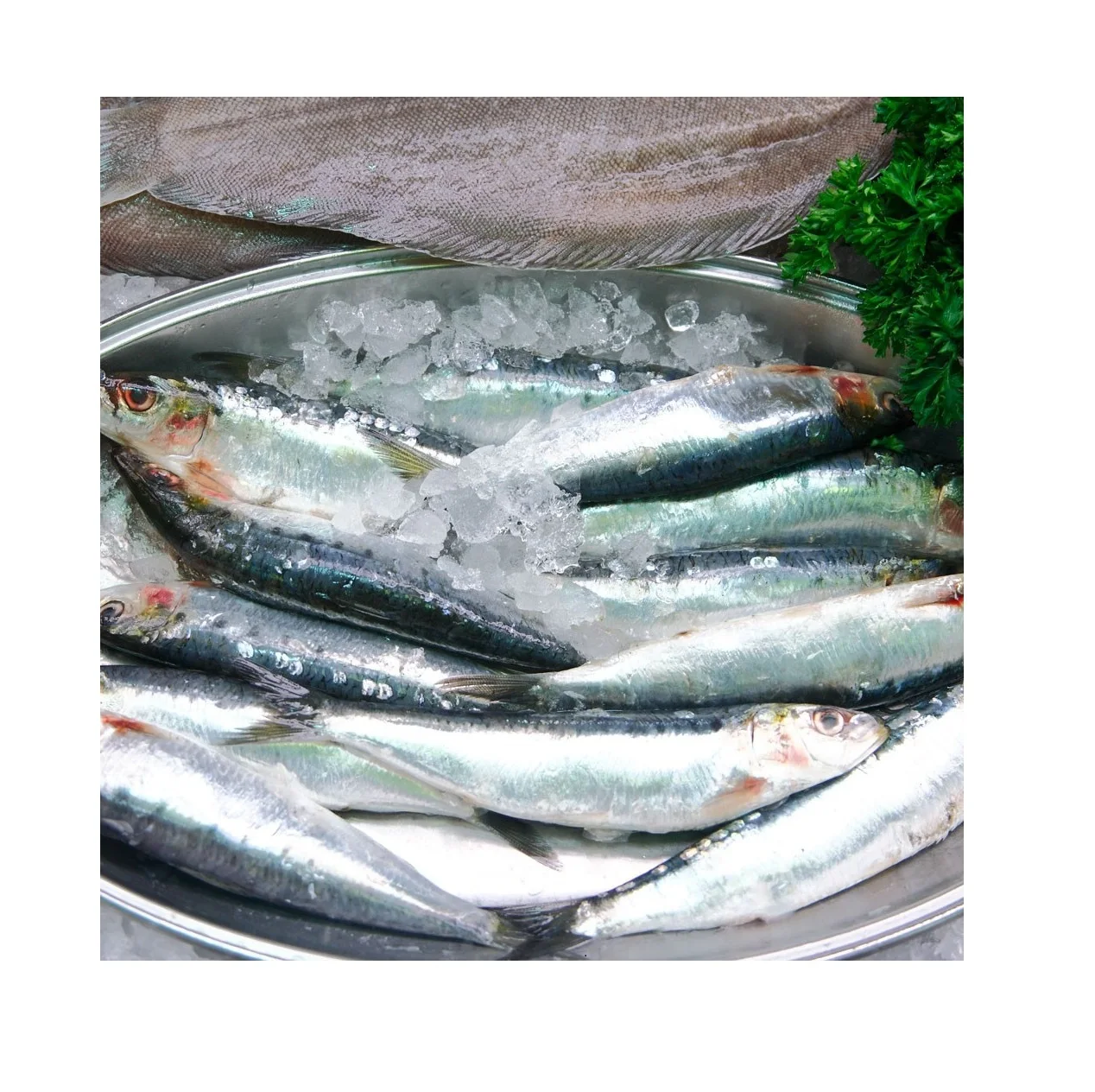 Online Buy / Order Top Quality Seafood Bqf Whole Round Sardine Fish With Best Quality Best Price Exports From Germany