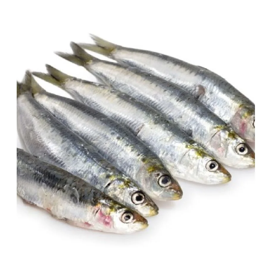 Sardine Fish Frozen Frozen Sardines Manufactures BQF Whole Round Sardine Fish