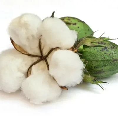 100% Good Quality 100% Natural Cotton Raw Cotton Pad Dispenser Cotton sales