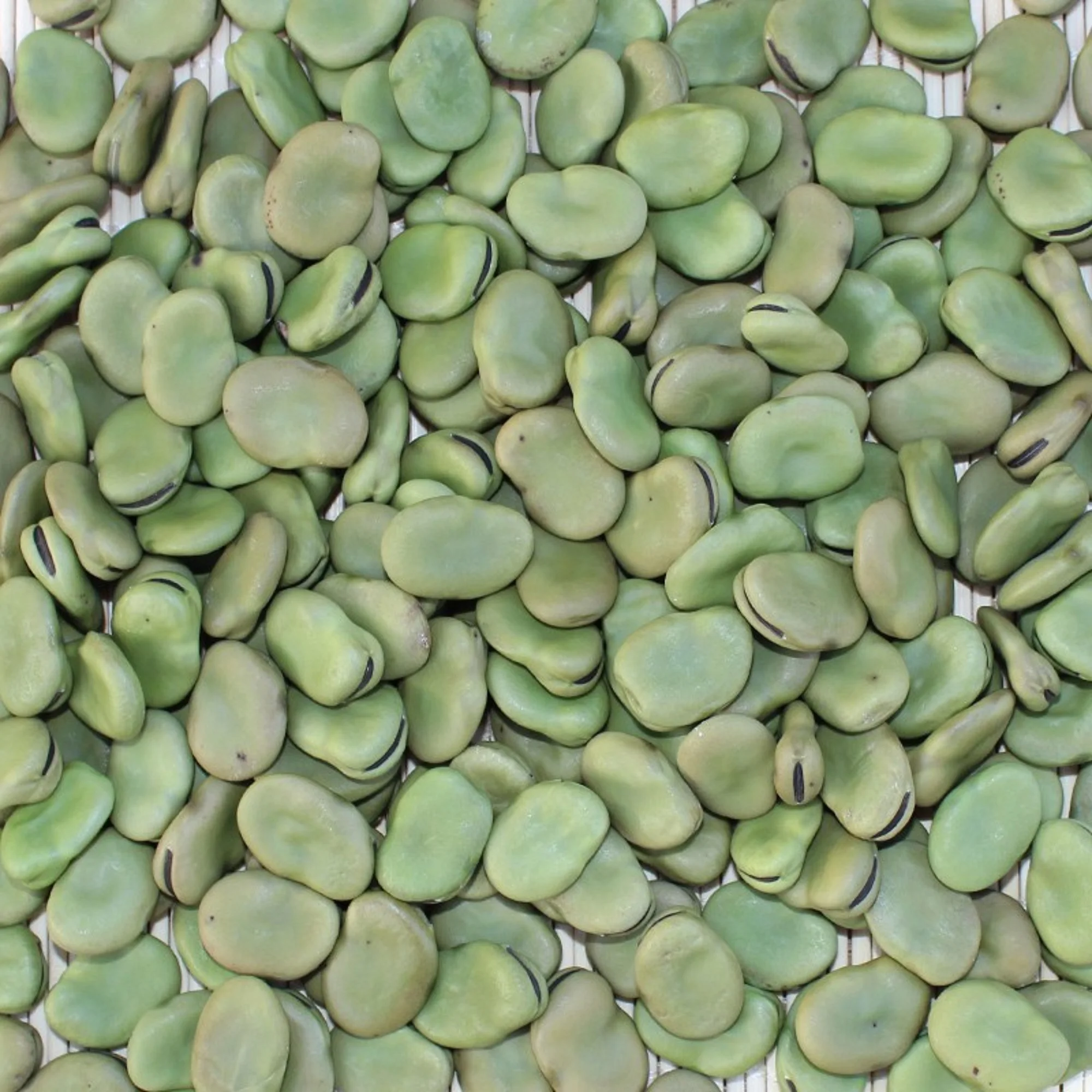 Fresh frozen organic broad beans at low wholesale price
