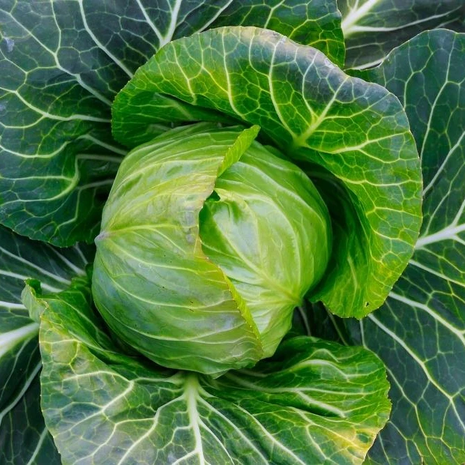 Лучшая Бытовая поставка, высокое качество, Вьетнам, свежее сельское хозяйство, мешок для капусты, сетчатая Инструкция для использования, готовка, готовая к отправке