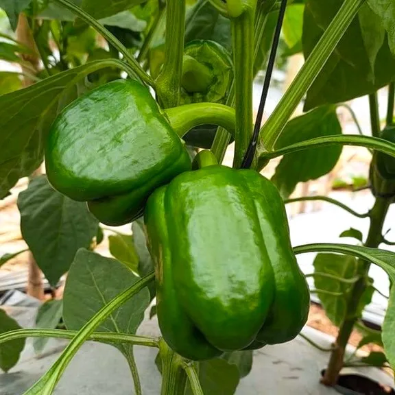 Fresh Capsicum Bell Pepper Spicy Light Sweet For Cooking Spices From Wholesale Vietnam High Quality Standard Ready To ship