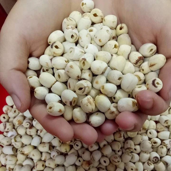 WHITE LOTUS SEED