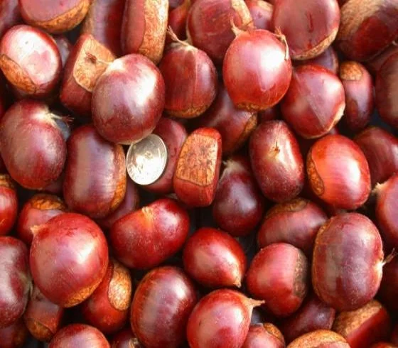 High Quality Germany Fresh Chestnut New Crop Raw Sweet Chestnut Fresh Raw Organic Low price