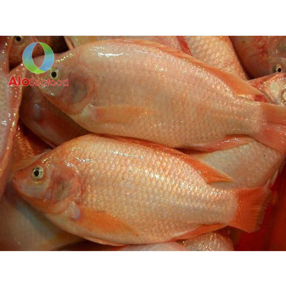High Quality Frozen Whole Round Red Tilapia Fish From Vietnam