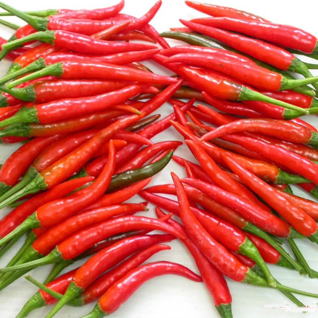 Fresh High Quality Good Price Low MOQ Custom Logo Package Red Chili From Vietnam