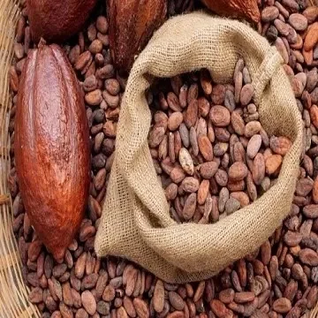 Ghana Cocoa Bean Price Per Kg High Quality Raw Cocoa Bean  Organic Cacao Bean