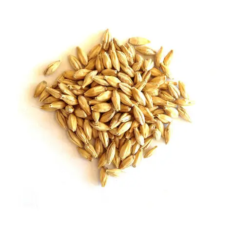 Органическое зерно солода ячменя для оптовой продажи/чистый органический шелухленый ячмень