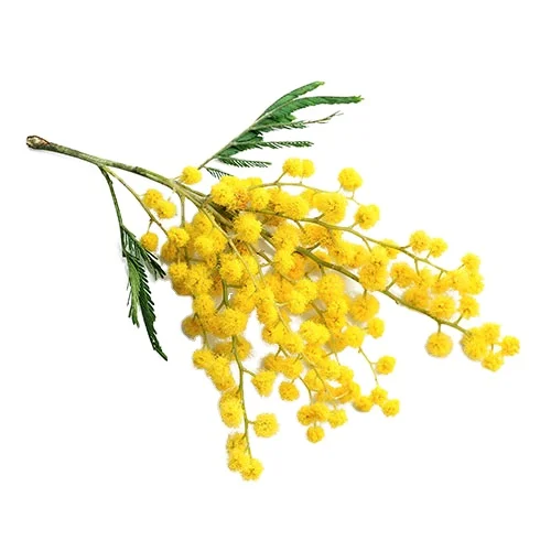 Индии не. 01 поставщик мимозы цветочный воск по всему миру продажи лучшее качество хит продаж оптовая продажа напрямую от производителя