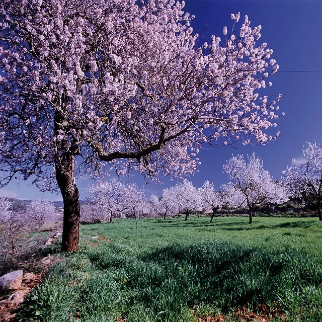 Premium Italian almond milk syrup 500 ml VEGANOK certified to be diluted for drinks for cocktails or for topping