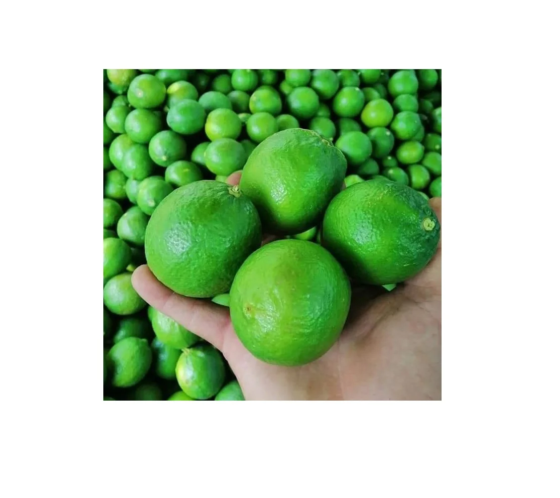 Green Fresh Seedless Lime  Fresh Seedless Lemon From Vietnam 0084947900124 (10000005709206)