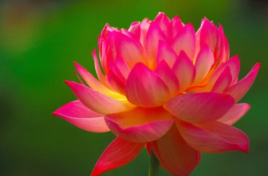 BEST PRICE FOR CONSUMER !!! BEST EXPORT COMPETITIVE PRICE FOR LOTUS FLOWER PRODUCT IN 2022