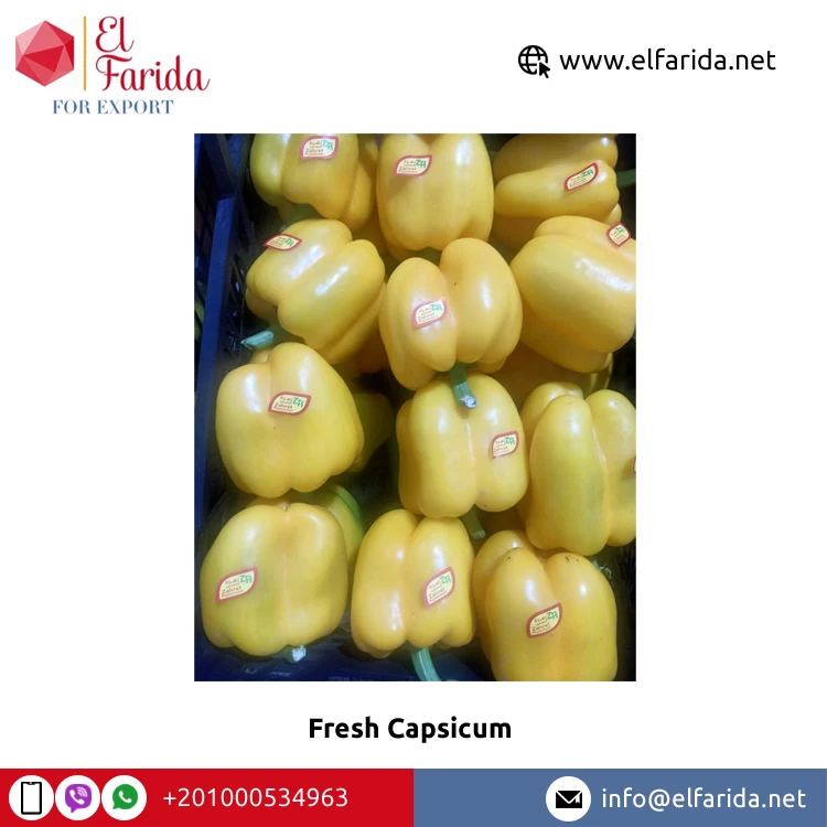 Superior Quality Best Selling 100% Natural Fresh Vegetable Colored Peppers/ Fresh Capsicum from Egypt Origin Supplier