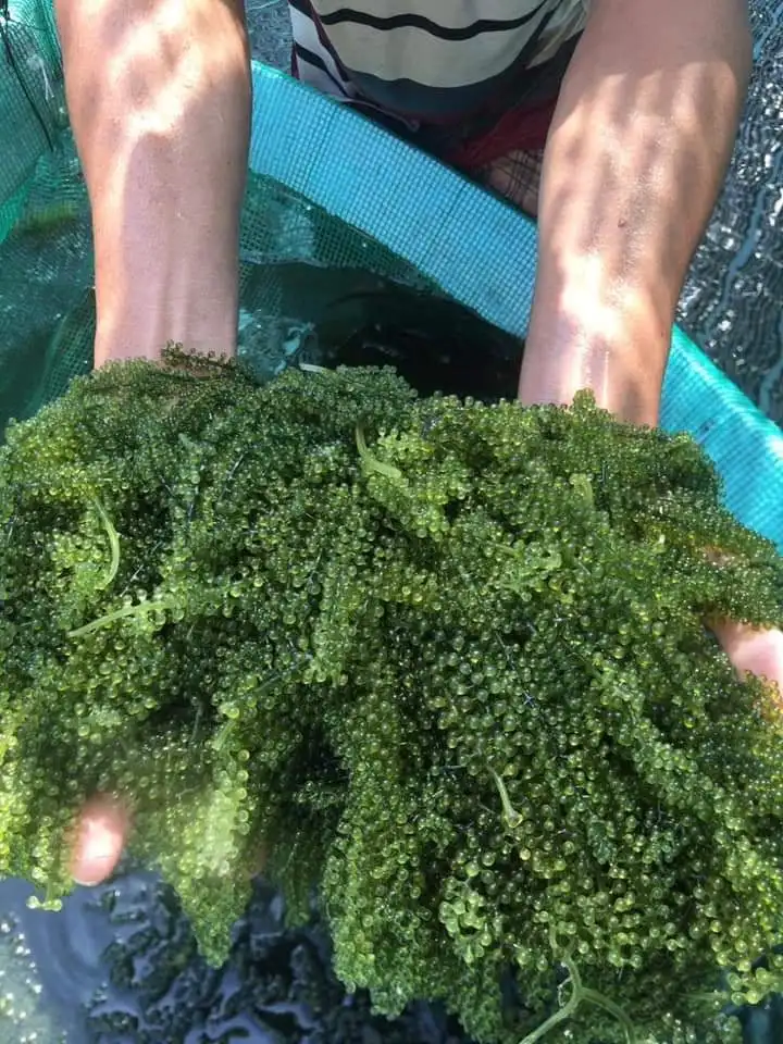 Wholesale Healthy Natural Delicious Dried Sea Grape Cheap Price
