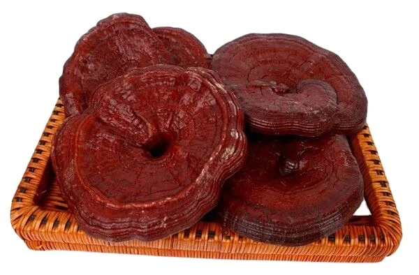 Organic red reishi mushroom high quality from Viet Nam/Premium Red Reishi Mushroom