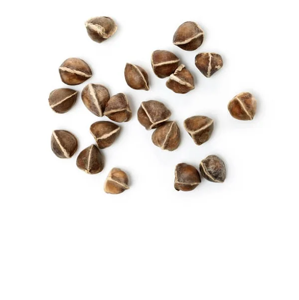 Wholesale Moringa Seed Extract from India High Quality Plant Product