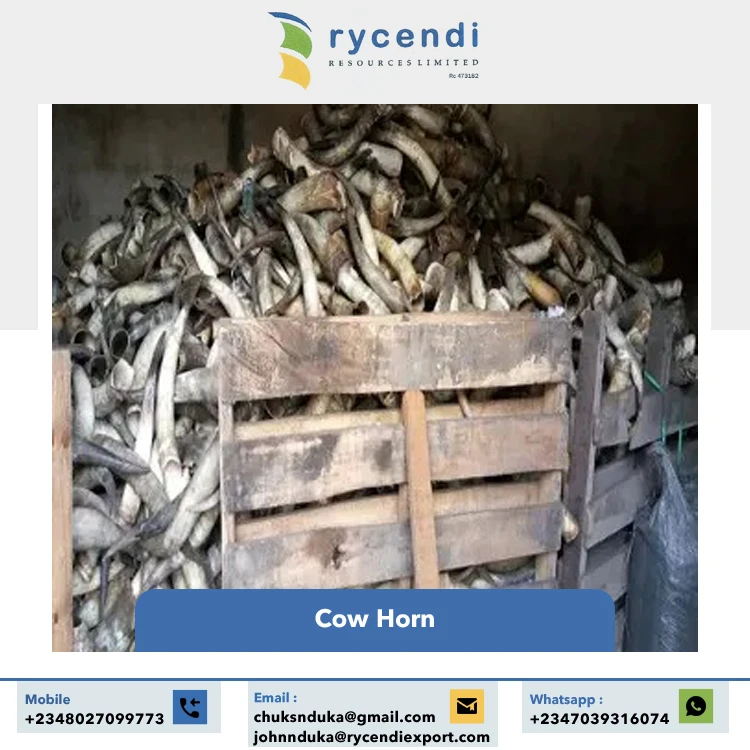 Superior Quality Hot Selling Craft Products Nigerian Origin Natural Crafts Cow Horns at Wholesale Market Price