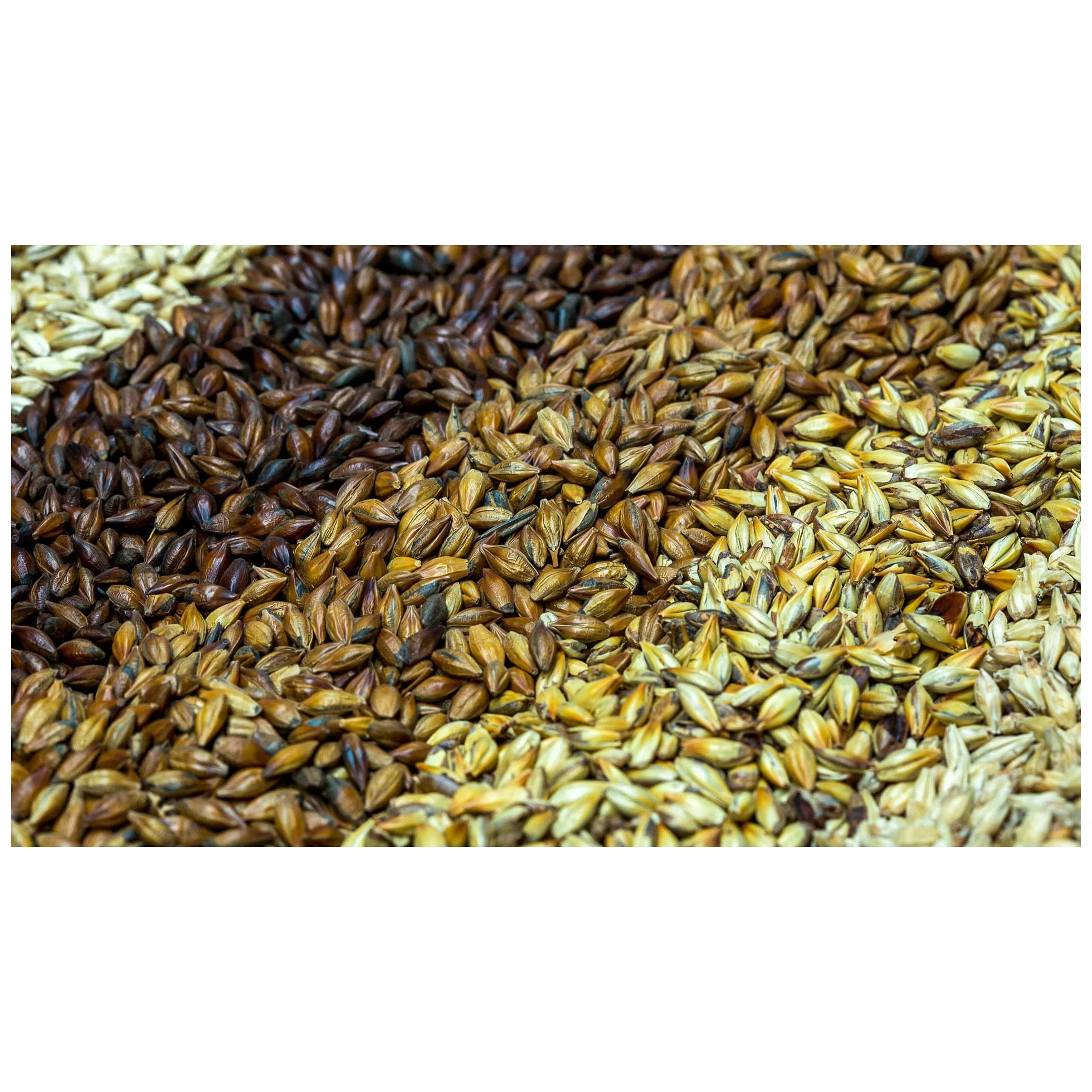 Семена ячменя высшего сорта