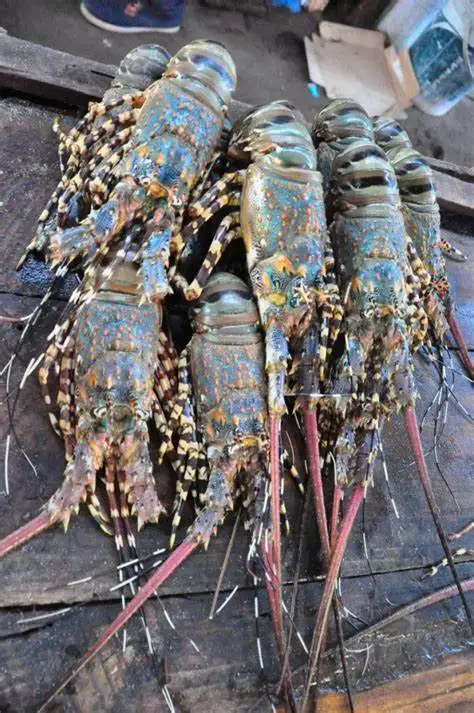 Supplier of Top Quality Wholesale Fresh Live Lobster