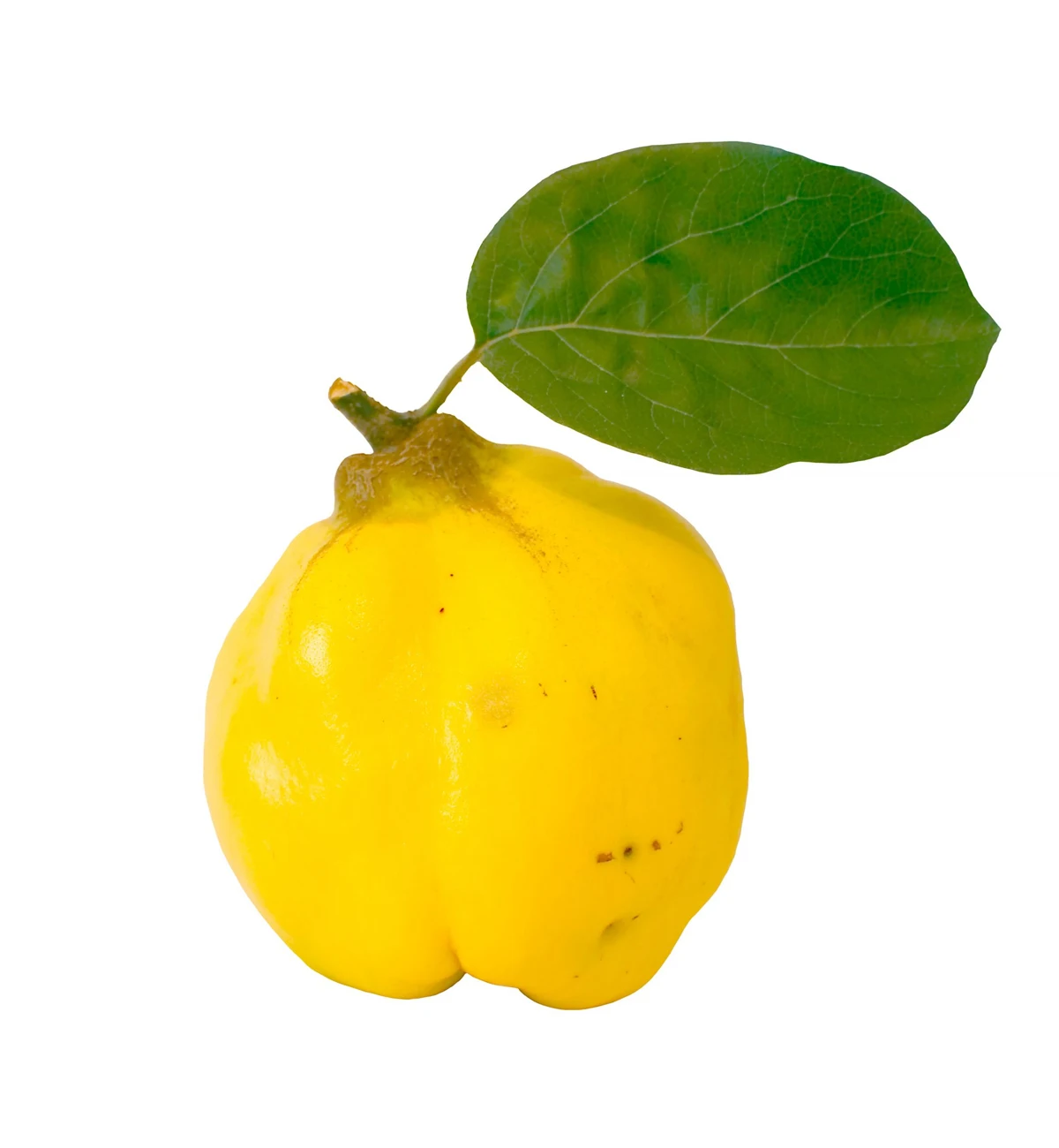 Non-GMO Food grade delicious wholesale natural fruits Uzbekistan origin fresh yellow apple-quince for food