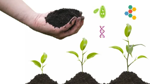 Chicken manure organic fertilizer made in Japan high quality and organic matter wholesale