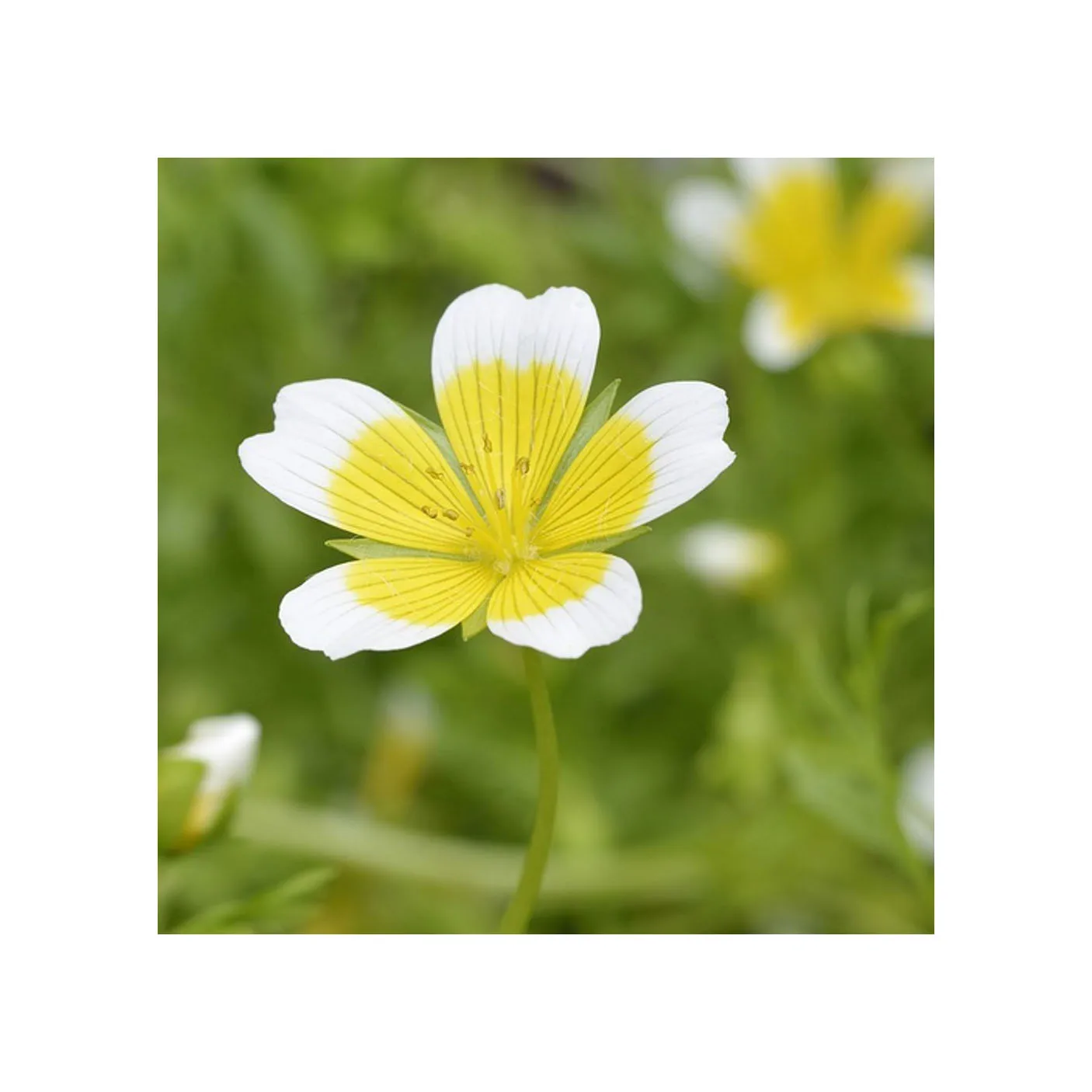 100 Seeds Organic meadowfoam Flower Balcony Flower Quality