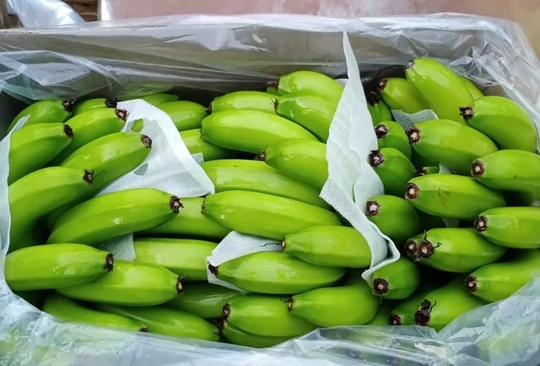 CAVENDISH BANANAS FROM ECUADOR FOR SALE