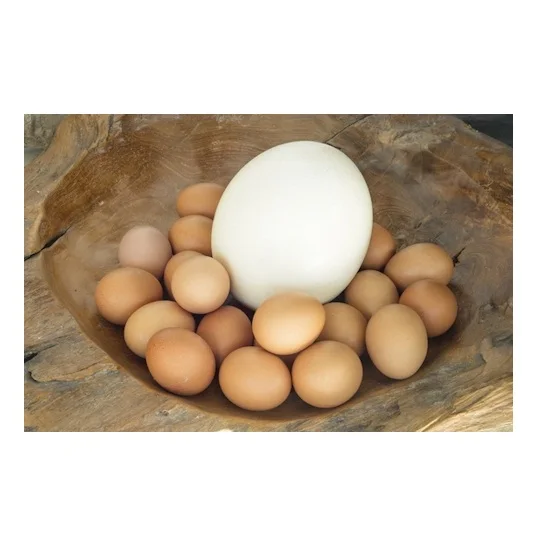 Ostrich Eggs for Sale / Fertile Ostrich Eggs and Ostrich Chicks