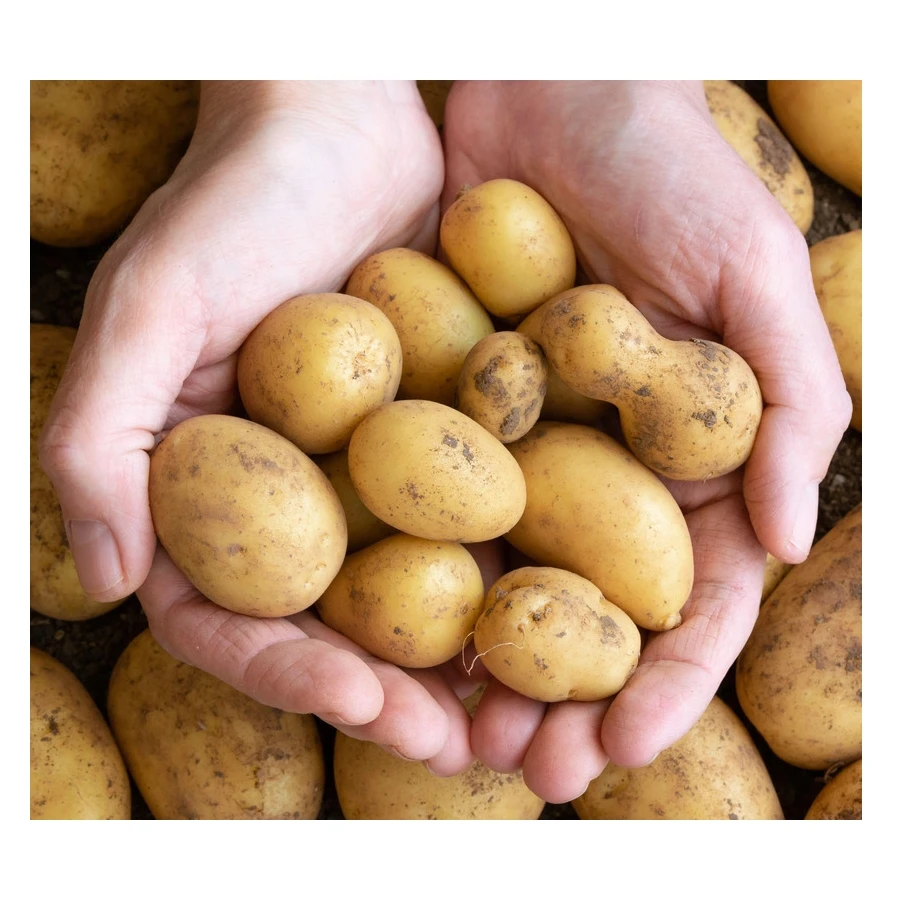 Vietnam potatoes supplier fresh new crop potatoes wholesale fresh prices for export fresh potatoes
