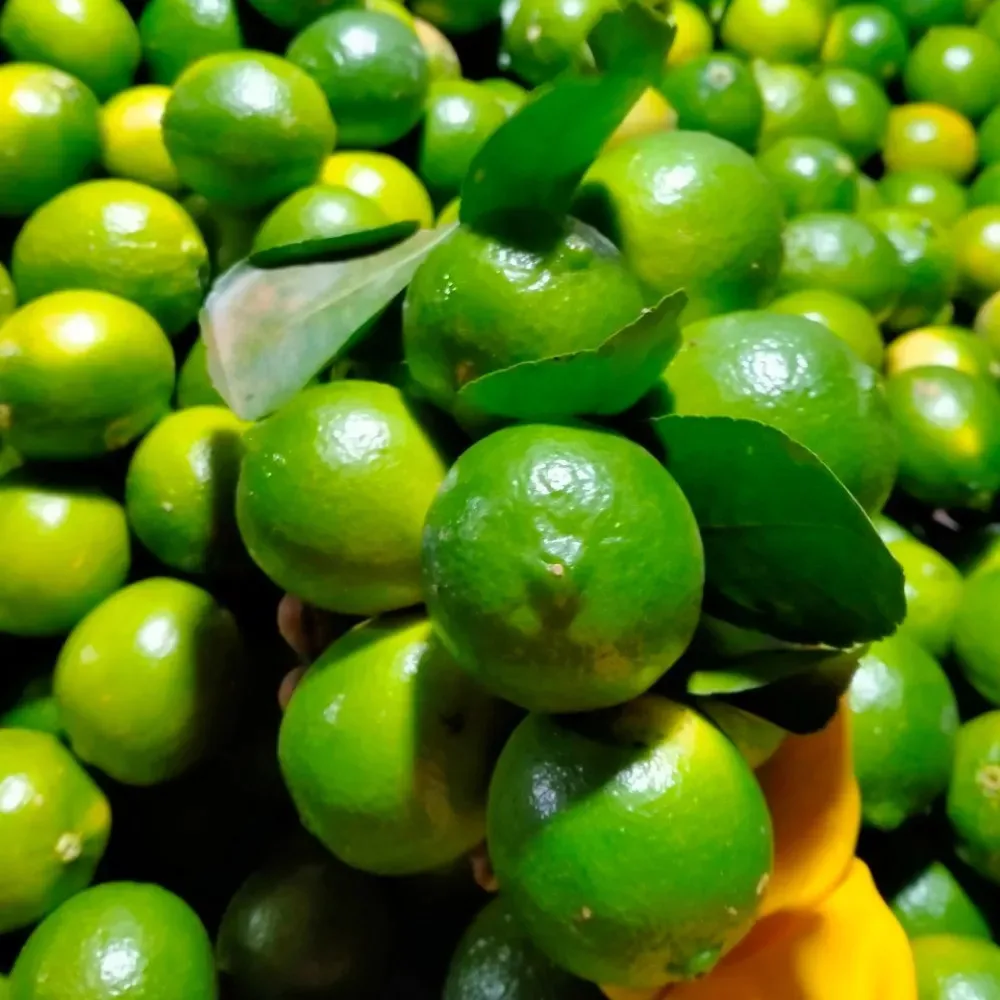 HOT SALE 2023] Wholesales High Quality 100% Organic Natural  Fresh Lime Fruit  From Hoang Kim Viet Nam WhatsApp +84 365296868