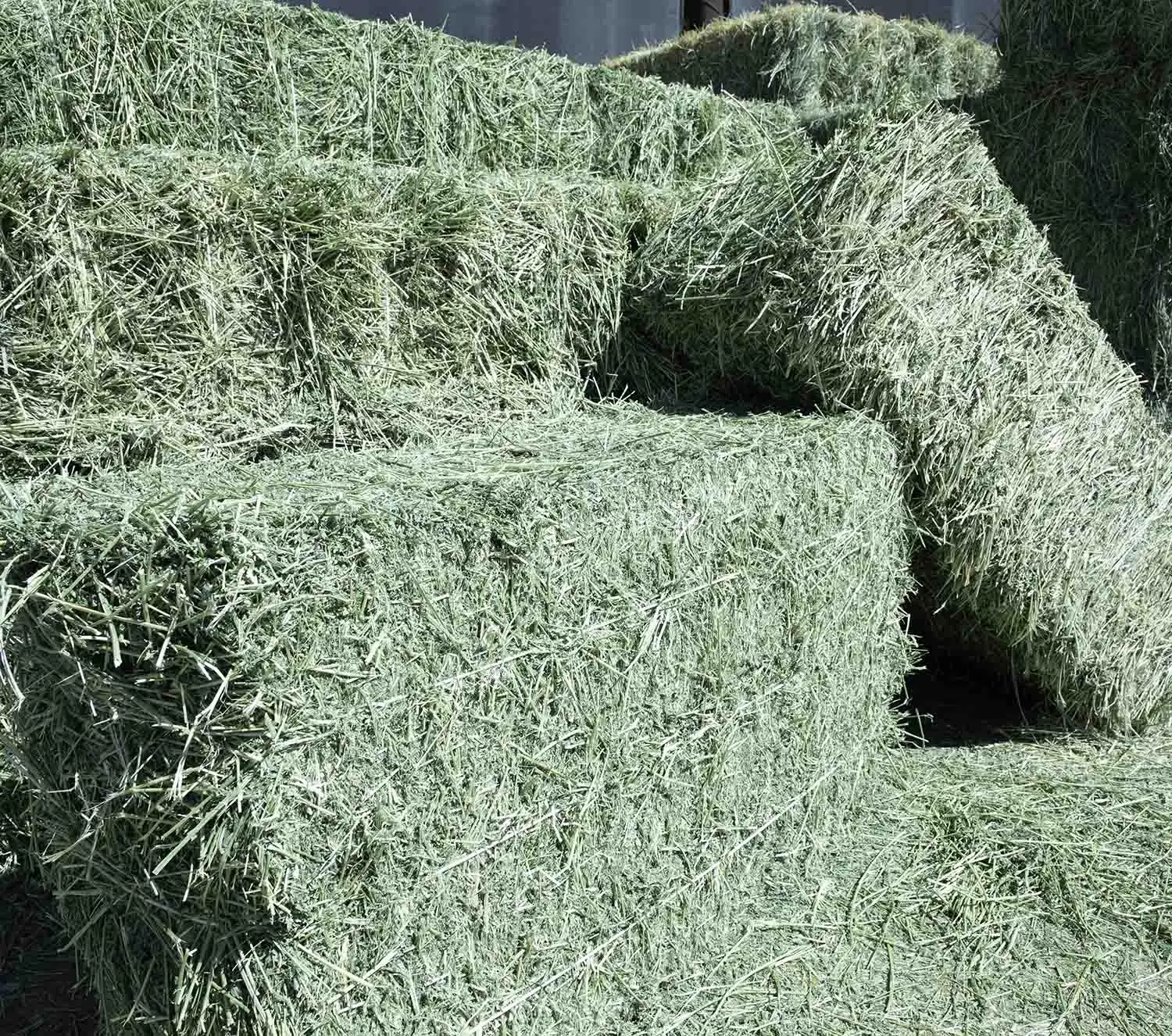 ALFAFA HAY READY FOR SUPPLY/ Alfalfa hay with high protein for animal feeding