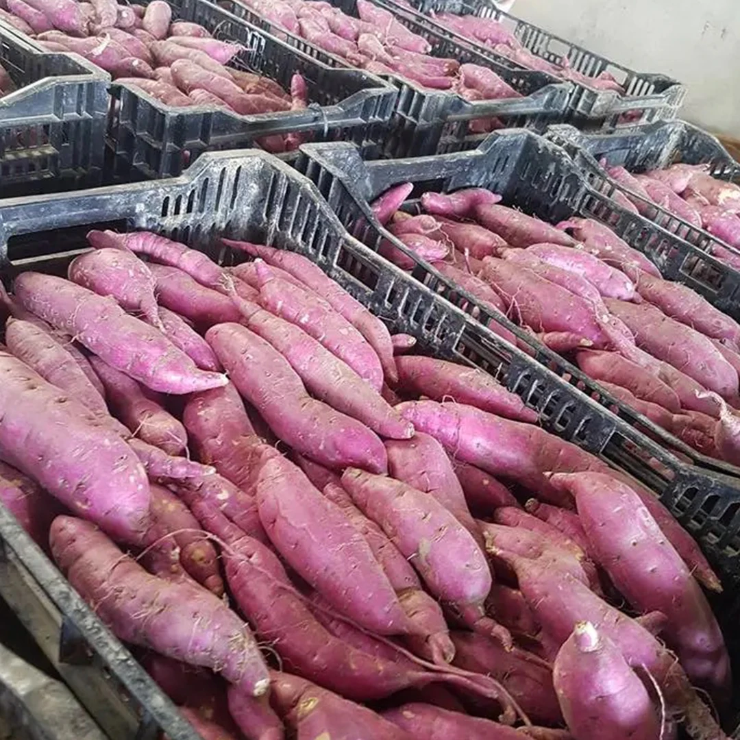 USD 0,95/MT FOB HCMC для свежего фиолетового сладкого картофеля с вьетнамской фермы, специализированный экспорт