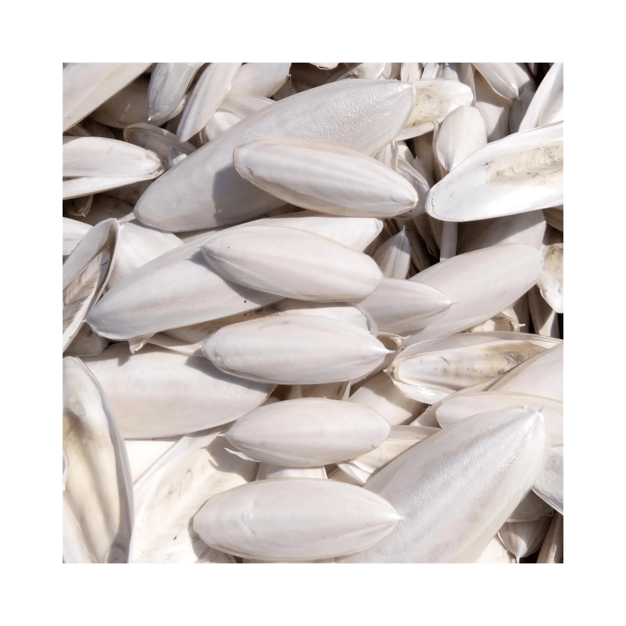 Dried Cuttlebone for bird / Cuttlebone Material supply in bulk Wholesales High quality and competitive price from 99GD