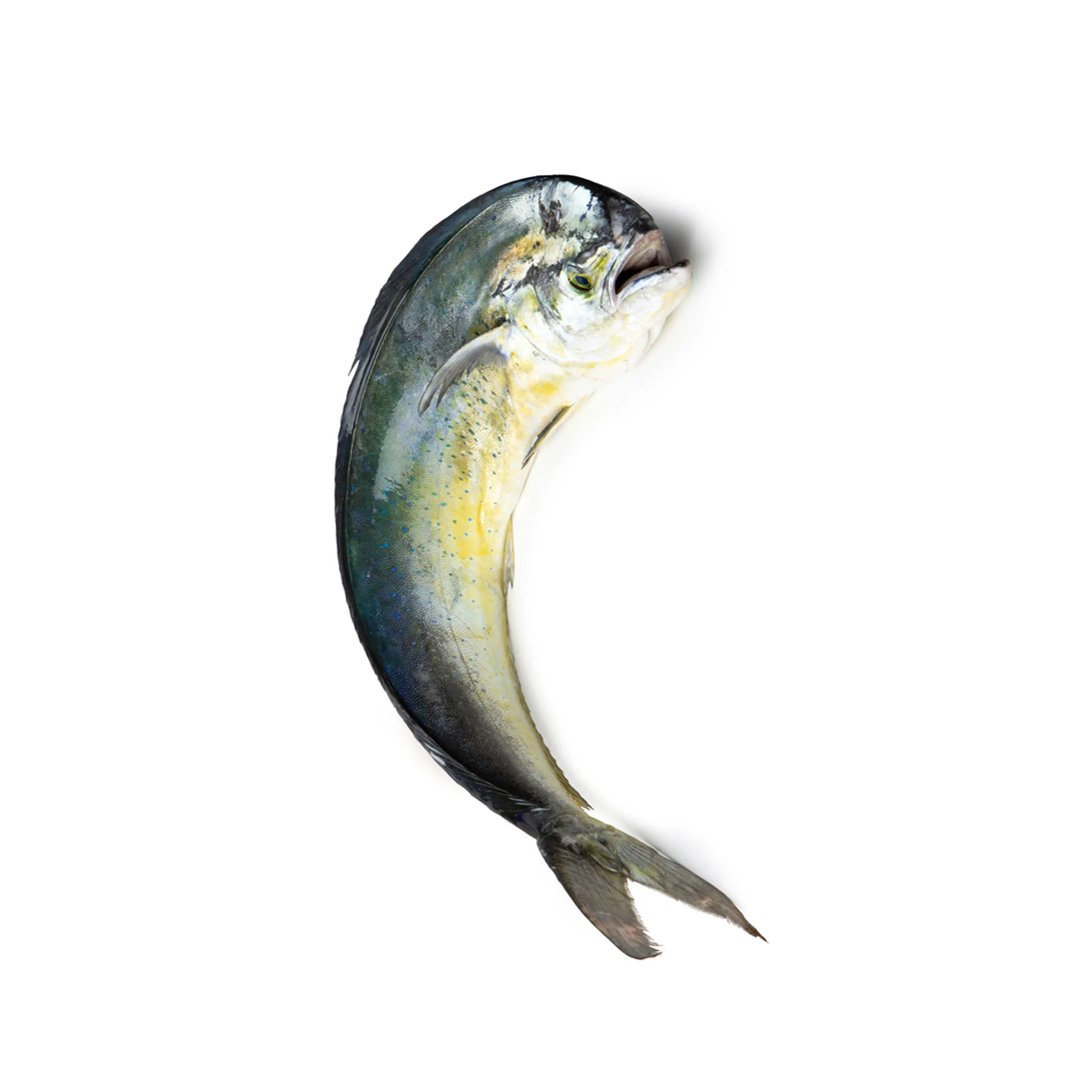 fresh frozen stock bulk mahi mahi fish ready for ship