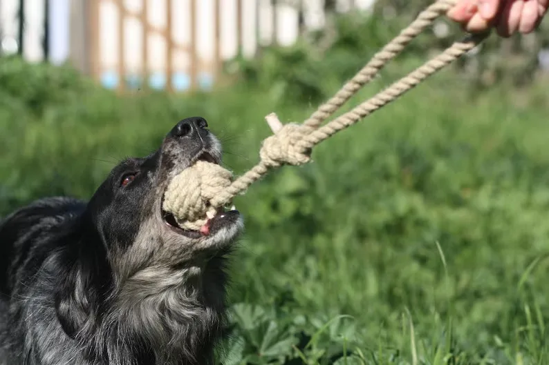 All Pet Solutions Natural Hemp Ball on a Rope Dog Toy  from Vietnam HOANG LINH SG Kimy +84938616690