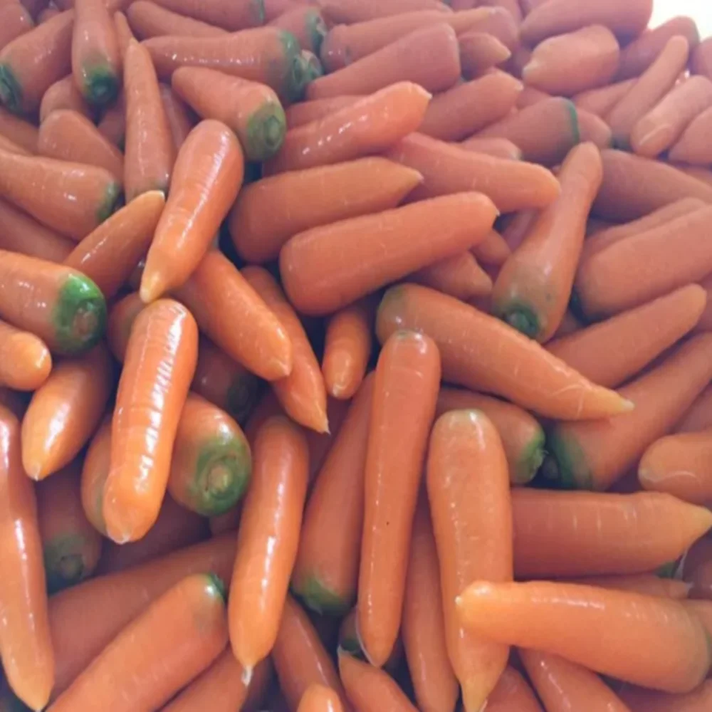 2 Months Shelf Life Umbelliferous Vegetables Natural Carton PP Packing Cooking Fresh Carrot From Vietnam