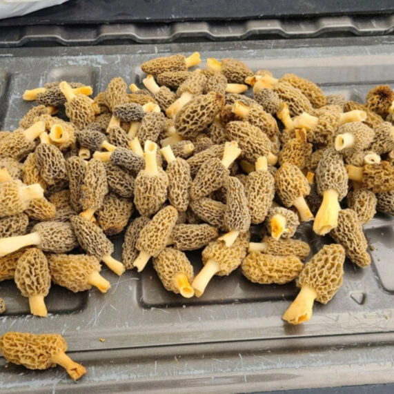 Оптовая продажа, высококачественный сухой гриб-Морель