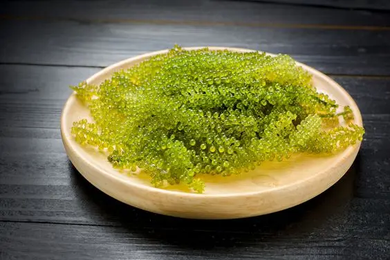 BEST SELLING SEA GRAPES - DRIED SEA GRAPE DISCOUNT FOR FIRST ORDER NATURAL DELICIOUS SEA GRAPES